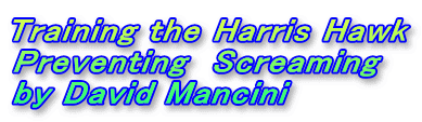 Training the Harris Hawk
Preventing  Screaming
by David Mancini